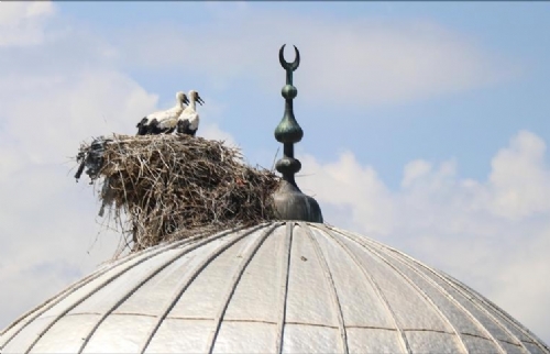 'Hacı Leylekler' Cami Kubbelerinde