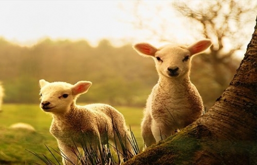 Koyun-Kuzu Birbirine Karıştı