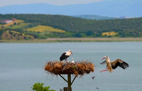 Uluabat Gölü Çevresi Yüzlerce Leyleğe Ev Sahipliği Yapıyor