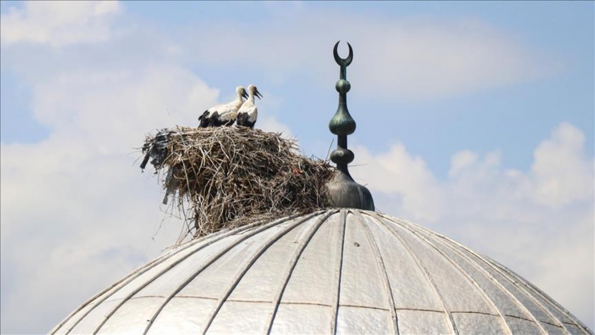 'Hacı Leylekler' Cami Kubbelerinde