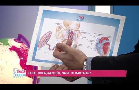 Fetal Dolaşım Nedir?