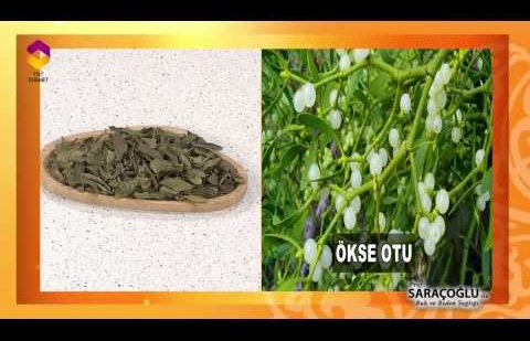 Tıbbi Bitkiler - Ökse Otu Faydaları