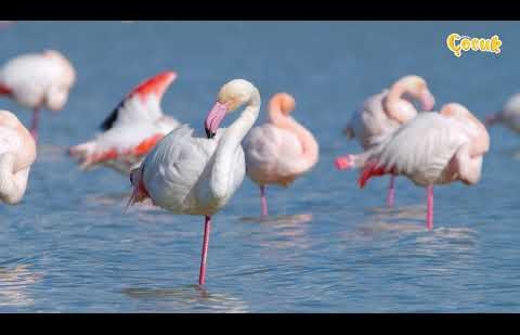 Hayvanlar Âlemi / Flamingo
