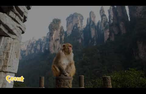Şu Acayip Dünya / Zhangjiajie Millî Parkı